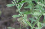 Drummond's false pennyroyal